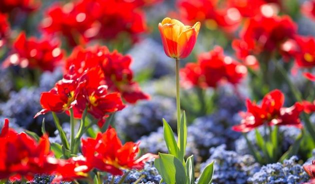 Cvijeće, Photo: Davor Puklavec/PIXSELL