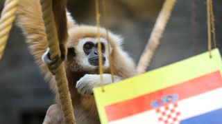 Gibon Kent odabrao pobjednika utakmice Hrvatska – Maroko