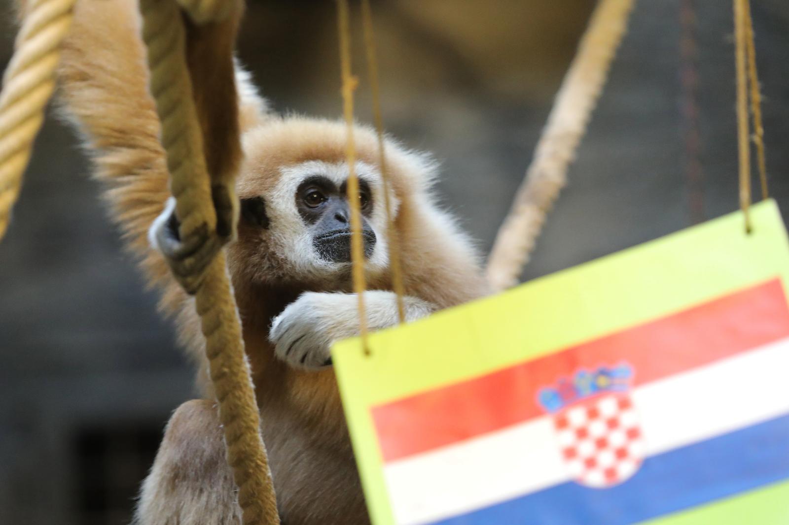 Gibon Kent odabrao pobjednika utakmice Hrvatska – Maroko