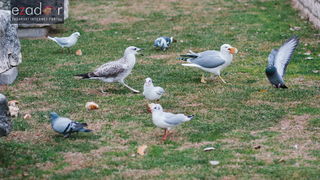 Đir po gradu, četvrtak 27. prosinca 2017. Đir po gradu, četvrtak 27. prosinca 2017.