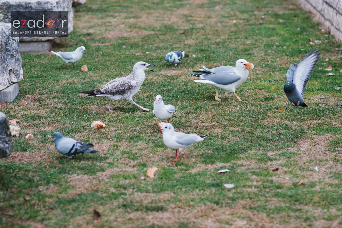 Đir po gradu, četvrtak 27. prosinca 2017. Đir po gradu, četvrtak 27. prosinca 2017.