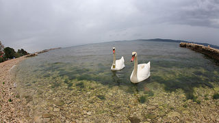 Labudovi u Bibinjama 6. svibnja 2013. Foto: Leo banić Labudovi u Bibinjama 6. svibnja 2013. Foto: Leo banić