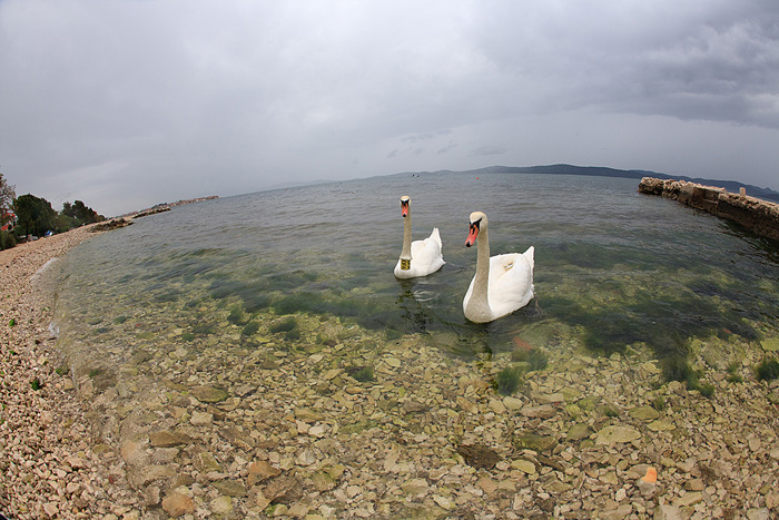 Labudovi u Bibinjama 6. svibnja 2013. Foto: Leo banić Labudovi u Bibinjama 6. svibnja 2013. Foto: Leo banić