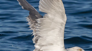 Jutarnja svađa galebova, foto: Leo Banić