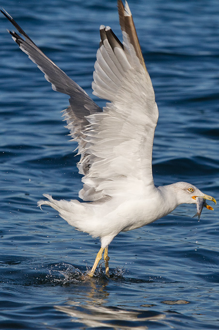 Jutarnja svađa galebova, foto: Leo Banić