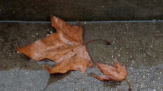 Đir po gradu, 4. studenog 2022. Đir po gradu, 4. studenog 2022.