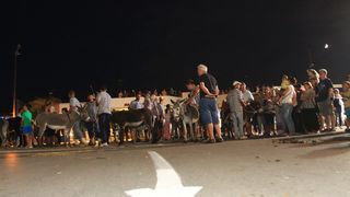 Trka Tovarov – 48. Memorijal Kenje Vijole Sukošan  Photo: Leo Banić