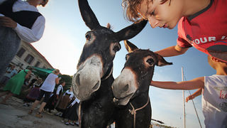 52. Saljske užance, 7. kolovoza 2011.(foto:Saša Čuka)