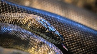 Stanari zagrebačkog Zoološkog vrta u zimskom razdoblju