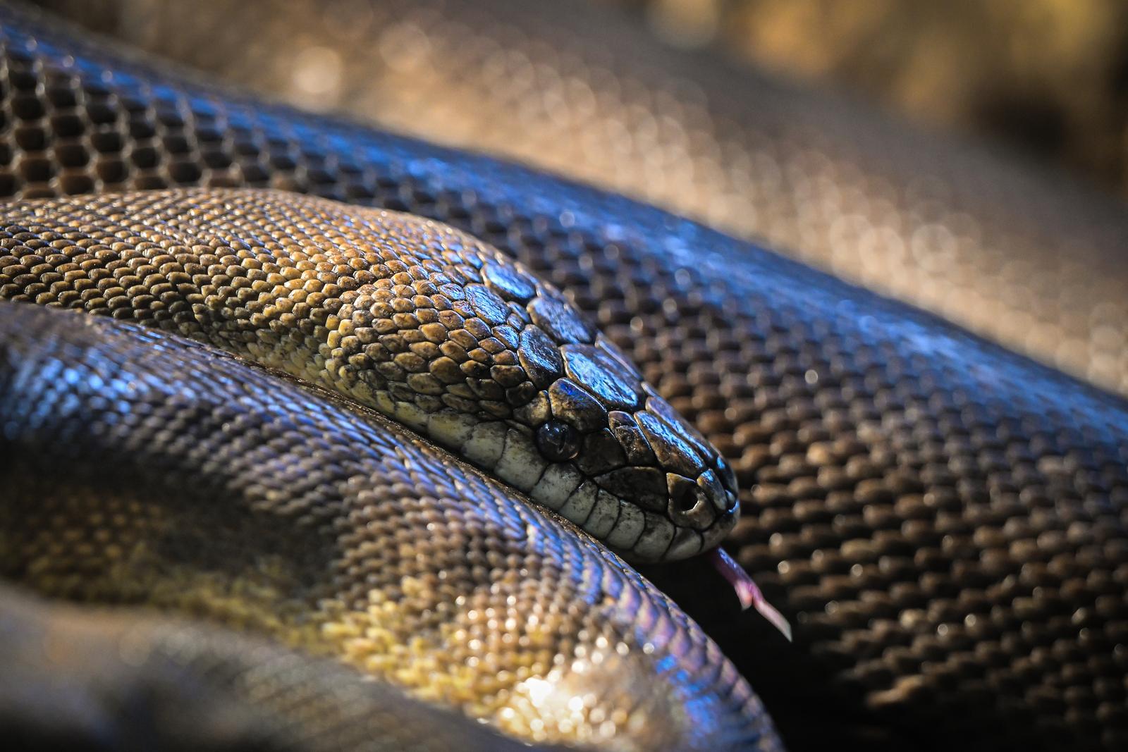 Stanari zagrebačkog Zoološkog vrta u zimskom razdoblju