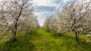 Stabla maraske oblače cvijetno ruho Stabla maraske oblače cvijetno ruho