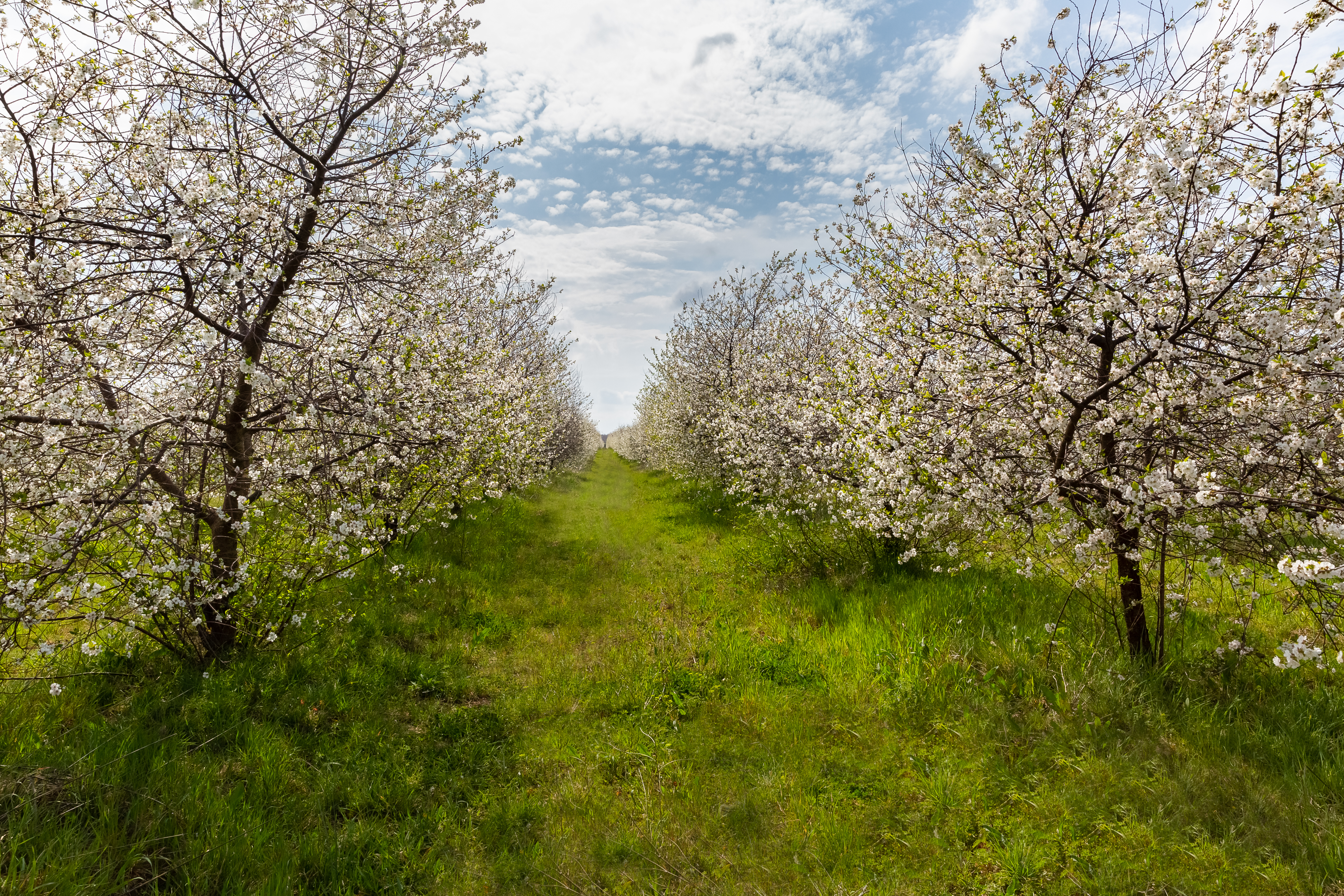 Stabla maraske oblače cvijetno ruho Stabla maraske oblače cvijetno ruho