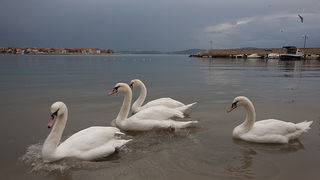 Labudovi u Bibinjama 10. siječnja 2013, Foto: Leo Banić