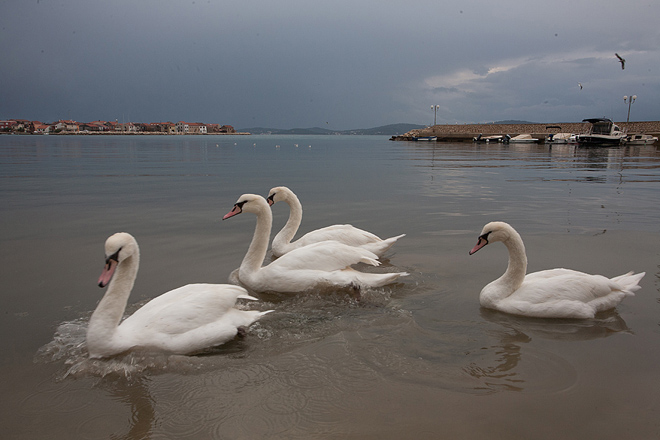 Labudovi u Bibinjama 10. siječnja 2013, Foto: Leo Banić