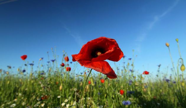 Koprivnica – Makovi, Ivancice i drugo livadno divlje cvijece uljepsavaju sve vise podravskih polja i oranica. Photo: Marijan Susenj/PIXSELL