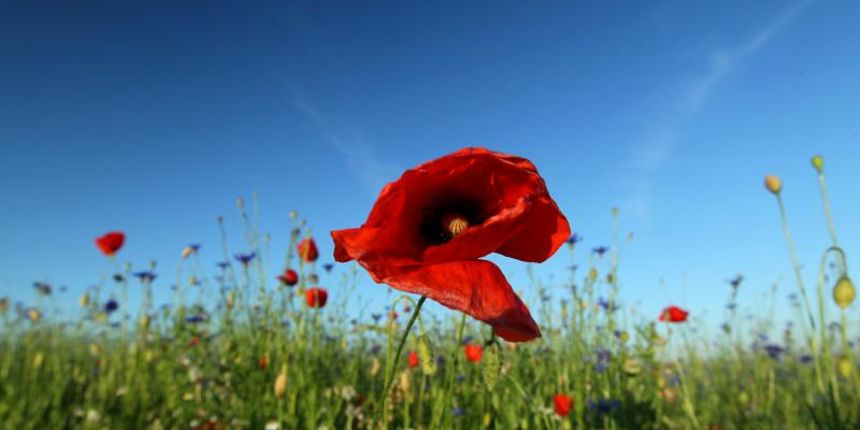 Koprivnica – Makovi, Ivancice i drugo livadno divlje cvijece uljepsavaju sve vise podravskih polja i oranica. Photo: Marijan Susenj/PIXSELL Koprivnica – Makovi, Ivancice i drugo livadno divlje cvijece uljepsavaju sve vise podravskih polja i oranica. Photo: Marijan Susenj/PIXSELL