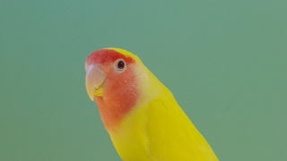 Pobjednici 33. Ornitoloskog prvenstva Hrvatske, Foto: Ivan Dilber Pobjednici 33. Ornitoloskog prvenstva Hrvatske, Foto: Ivan Dilber