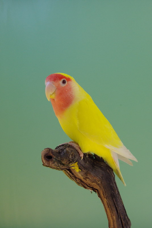 Pobjednici 33. Ornitoloskog prvenstva Hrvatske, Foto: Ivan Dilber Pobjednici 33. Ornitoloskog prvenstva Hrvatske, Foto: Ivan Dilber