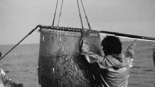 Image 1192083 (auto)