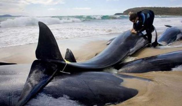 Australija – nasukani kitovi (Foto:smh.com.au)