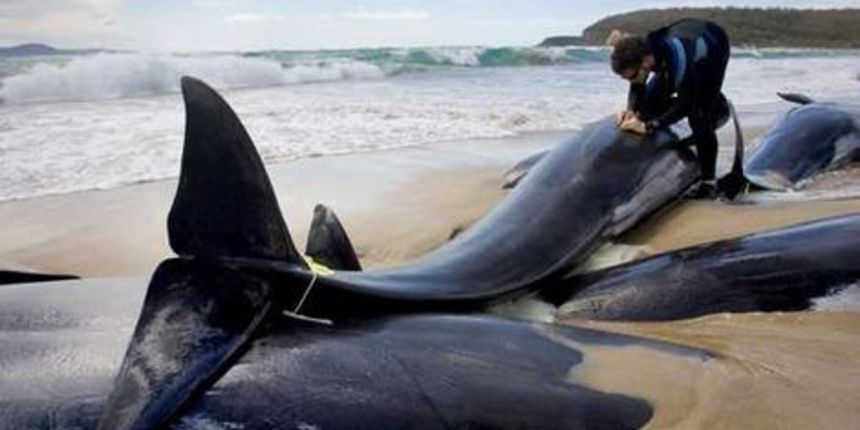 Australija – nasukani kitovi (Foto:smh.com.au) Australija – nasukani kitovi (Foto:smh.com.au)