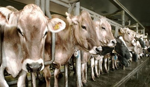 Je li meso i mlijeko kloniranih životinja štetno?