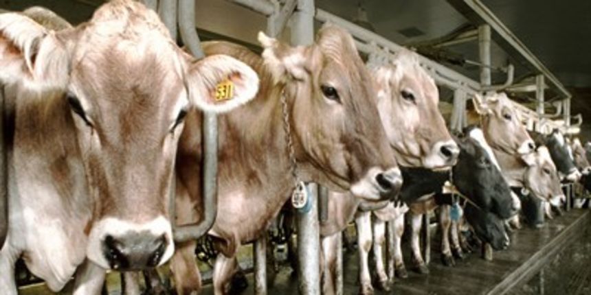 Je li meso i mlijeko kloniranih životinja štetno?