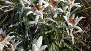 Nedjelja na Zavizanu