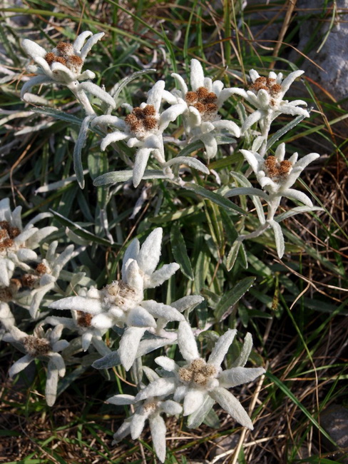 Nedjelja na Zavizanu