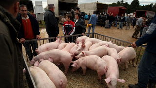 Benkovac, 100313.
Sajam u Benkovcu odrzava se svakog 10. dana u mjesecu. Stoljetna tradicija ucinila je od Benkovackog sajma neizostavni gospodarski i turisticki sadrzaj grada koji svaki put iznova iznenadjuje brojem posjetitelja koji preraste brojku od 1 Benkovac, 100313.
Sajam u Benkovcu odrzava se svakog 10. dana u mjesecu. Stoljetna tradicija ucinila je od Benkovackog sajma neizostavni gospodarski i turisticki sadrzaj grada koji svaki put iznova iznenadjuje brojem posjetitelja koji preraste brojku od 1