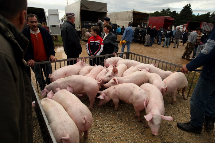 Benkovac, 100313.
Sajam u Benkovcu odrzava se svakog 10. dana u mjesecu. Stoljetna tradicija ucinila je od Benkovackog sajma neizostavni gospodarski i turisticki sadrzaj grada koji svaki put iznova iznenadjuje brojem posjetitelja koji preraste brojku od 1 Benkovac, 100313.
Sajam u Benkovcu odrzava se svakog 10. dana u mjesecu. Stoljetna tradicija ucinila je od Benkovackog sajma neizostavni gospodarski i turisticki sadrzaj grada koji svaki put iznova iznenadjuje brojem posjetitelja koji preraste brojku od 1