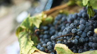 Otvoren 8. sajam “Eko etno Hrvatska” (foto:Saša Čuka) Otvoren 8. sajam “Eko etno Hrvatska” (foto:Saša Čuka)