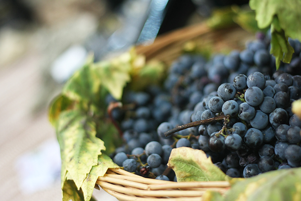 Otvoren 8. sajam “Eko etno Hrvatska” (foto:Saša Čuka) Otvoren 8. sajam “Eko etno Hrvatska” (foto:Saša Čuka)