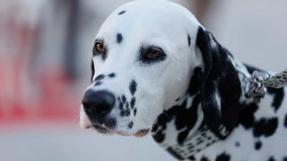 Red Carpet Dalmatian Walk @Trg pet bunara Red Carpet Dalmatian Walk @Trg pet bunara