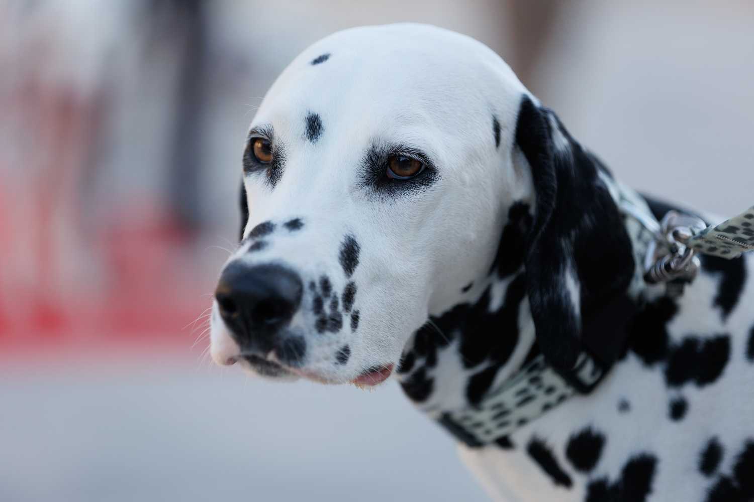 Red Carpet Dalmatian Walk @Trg pet bunara Red Carpet Dalmatian Walk @Trg pet bunara