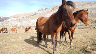 Velebitski divlji konji, Foto: Leo Banić