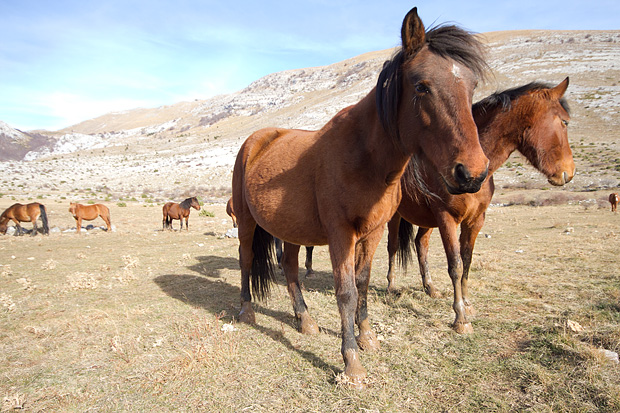 Velebitski divlji konji, Foto: Leo Banić