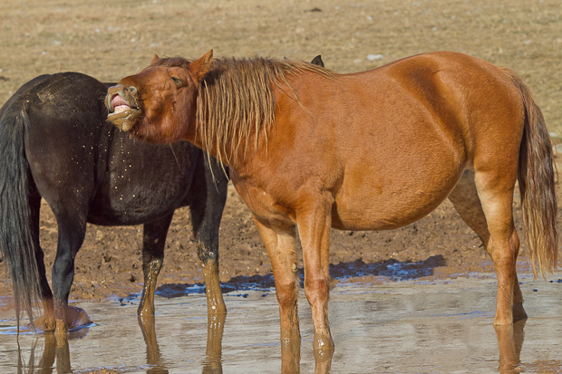 Libinje: Velebitski divlji konji, Foto: Leo Banić