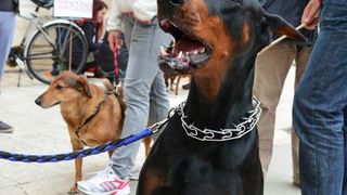 Skup podrške za NO KILL skloništa za životinje,  foto Iva Perinčić