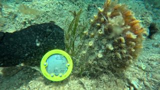 Image 6027737 (auto)