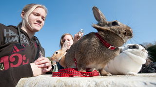 Zadar, 020412
Ove tri djevojcice setaju se gradom vodeci na uzicama svoje nesvakidasnje kucne ljubimce – zecice Bubicu,Vini i Pjegicu.
Na fotografiji: djevojcice sa zecevima na Forumu.
Foto: Luka Gerlanc / CROPIX