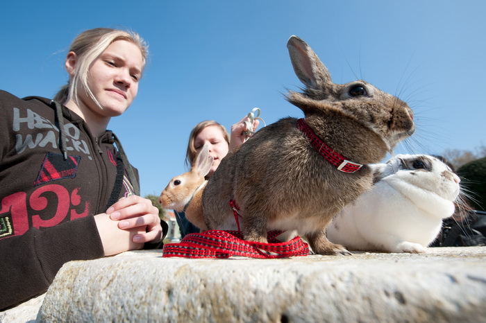 Zadar, 020412
Ove tri djevojcice setaju se gradom vodeci na uzicama svoje nesvakidasnje kucne ljubimce – zecice Bubicu,Vini i Pjegicu.
Na fotografiji: djevojcice sa zecevima na Forumu.
Foto: Luka Gerlanc / CROPIX