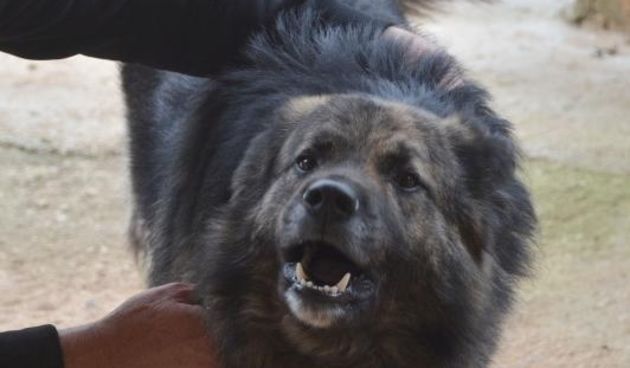 Pas Medo,  Photo: Dusko Marusic/PIXSELL