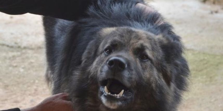 Pas Medo, Photo: Dusko Marusic/PIXSELL Pas Medo, Photo: Dusko Marusic/PIXSELL