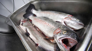 Dan pastrve u restoranu Kornat (foto:Saša Čuka)