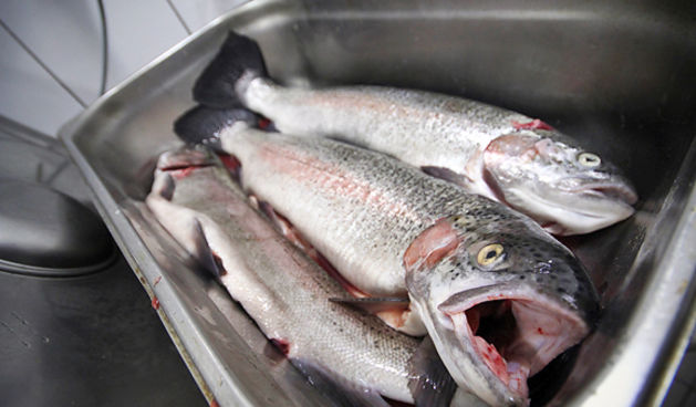 Dan pastrve u restoranu Kornat (foto:Saša Čuka)