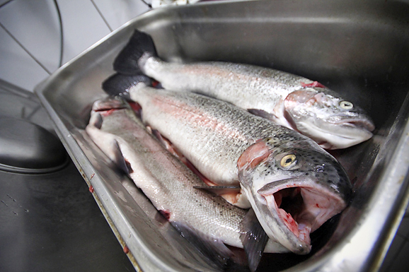 Dan pastrve u restoranu Kornat (foto:Saša Čuka)