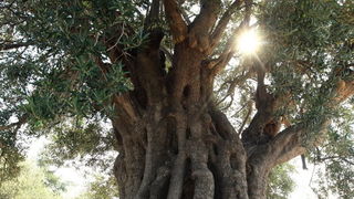 Pag, Lun, 221012.
Berba maslina u lunskom masliniku koji se nalazi kod mjesta Lun na otoku Pagu. Omedjen je suhozidima, prostire se na 400 hektara i sadrzi oko 80.000 stabala maslina. Najveci je maslinik u Hrvatskoj. U Lunskom masliniku rastu brojne jedin Pag, Lun, 221012.
Berba maslina u lunskom masliniku koji se nalazi kod mjesta Lun na otoku Pagu. Omedjen je suhozidima, prostire se na 400 hektara i sadrzi oko 80.000 stabala maslina. Najveci je maslinik u Hrvatskoj. U Lunskom masliniku rastu brojne jedin