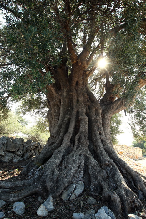 Pag, Lun, 221012.
Berba maslina u lunskom masliniku koji se nalazi kod mjesta Lun na otoku Pagu. Omedjen je suhozidima, prostire se na 400 hektara i sadrzi oko 80.000 stabala maslina. Najveci je maslinik u Hrvatskoj. U Lunskom masliniku rastu brojne jedin Pag, Lun, 221012.
Berba maslina u lunskom masliniku koji se nalazi kod mjesta Lun na otoku Pagu. Omedjen je suhozidima, prostire se na 400 hektara i sadrzi oko 80.000 stabala maslina. Najveci je maslinik u Hrvatskoj. U Lunskom masliniku rastu brojne jedin