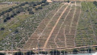 Primošten. Počela berba grožđa od kojeg se pravi svjetski poznato vino Babić. Photo: Duško Jaramaz/PIXSELL Primošten. Počela berba grožđa od kojeg se pravi svjetski poznato vino Babić. Photo: Duško Jaramaz/PIXSELL
